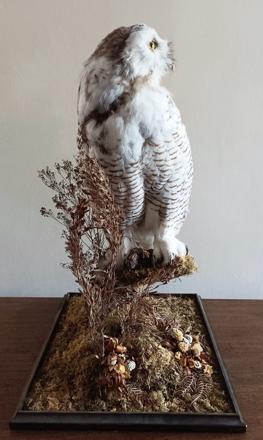 A Cased Taxidermy Snowy Owl, 1920’s (9).jpg